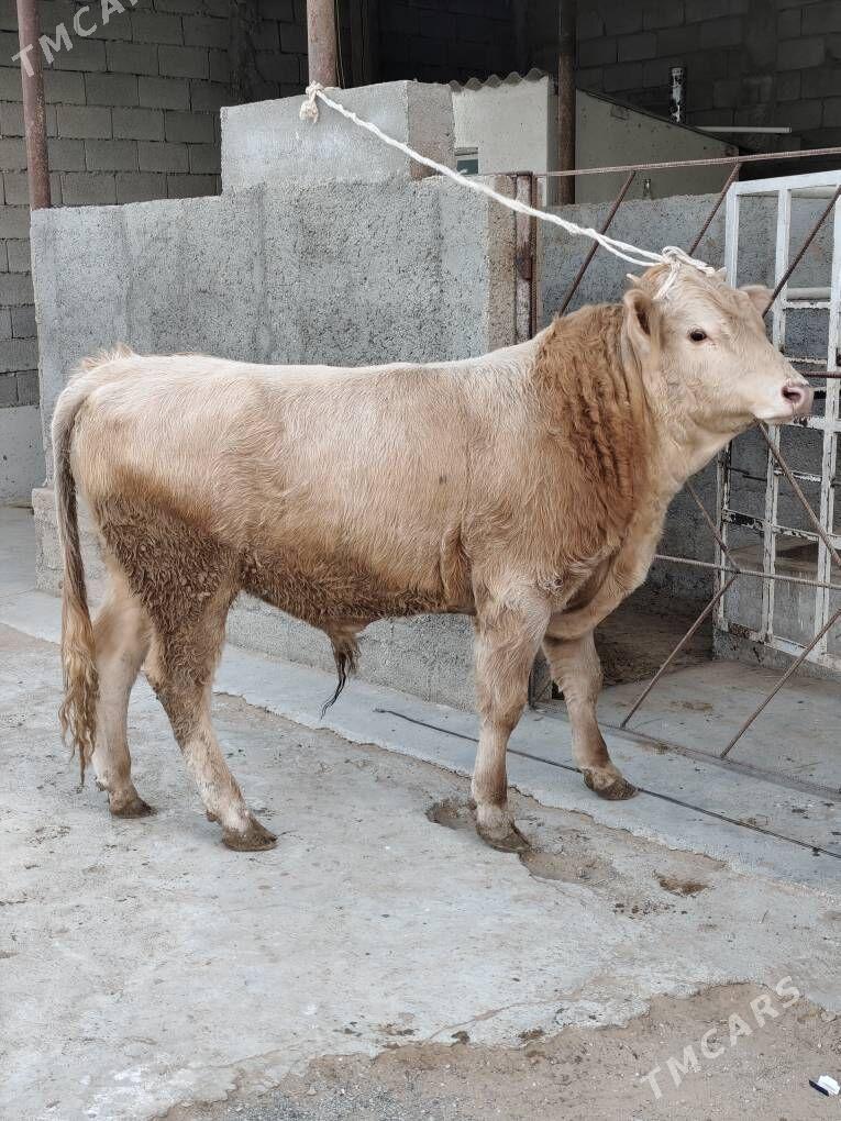 OKZ ŞORLE - Änew - img 7