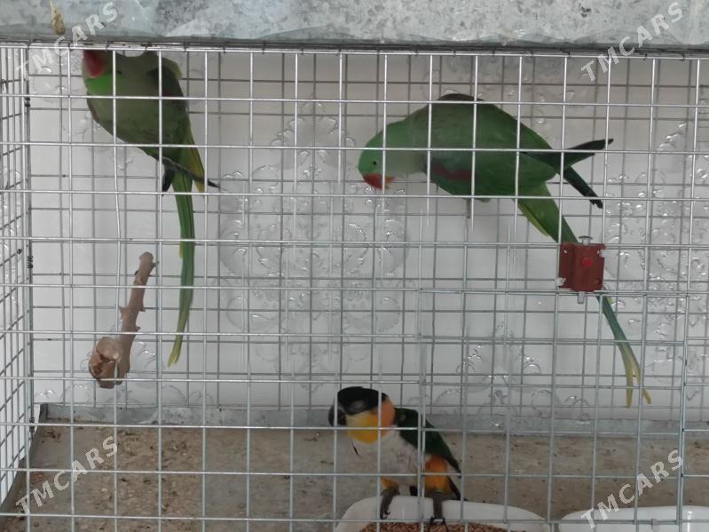 Popugay попугай aleksandriski - Чоганлы - img 7