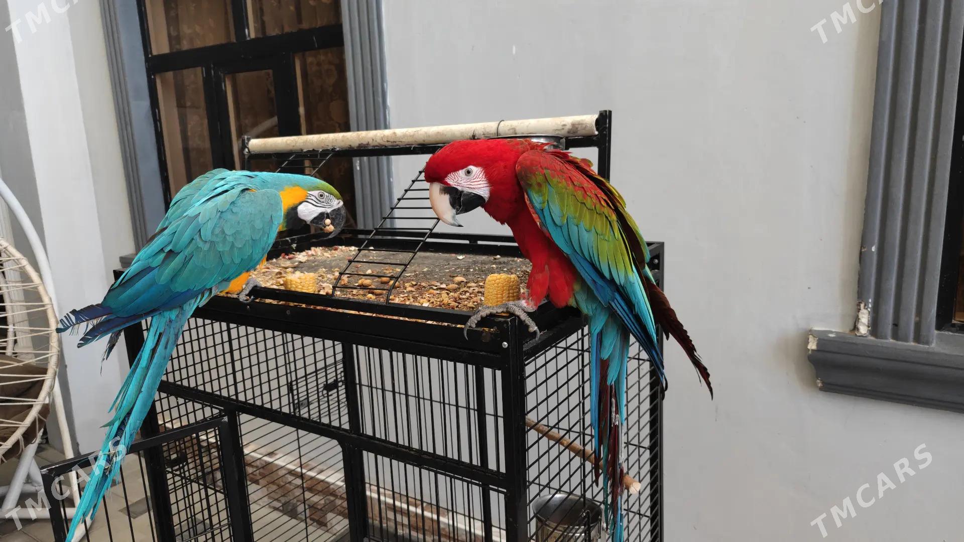 Popugay попугай aleksandriski - Чоганлы - img 4