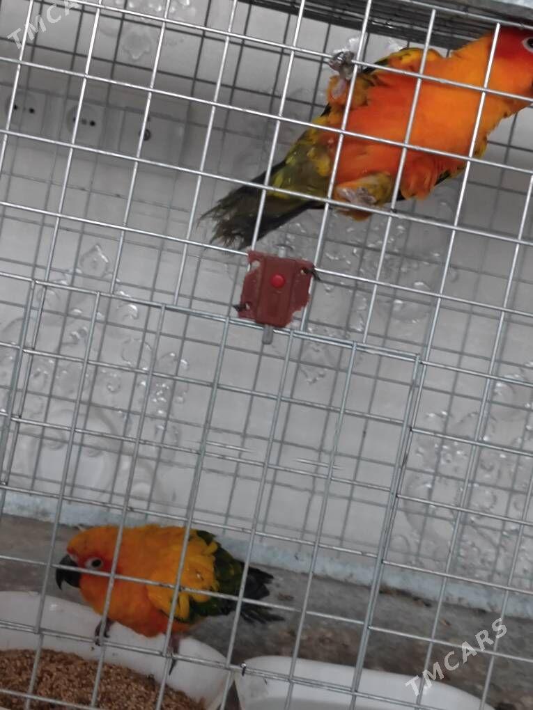 Popugay попугай aleksandriski - Чоганлы - img 9