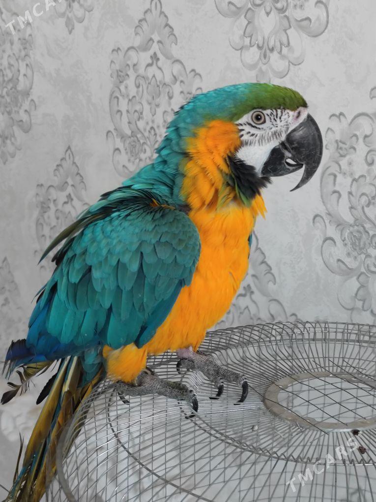 Popugay попугай aleksandriski - Чоганлы - img 8