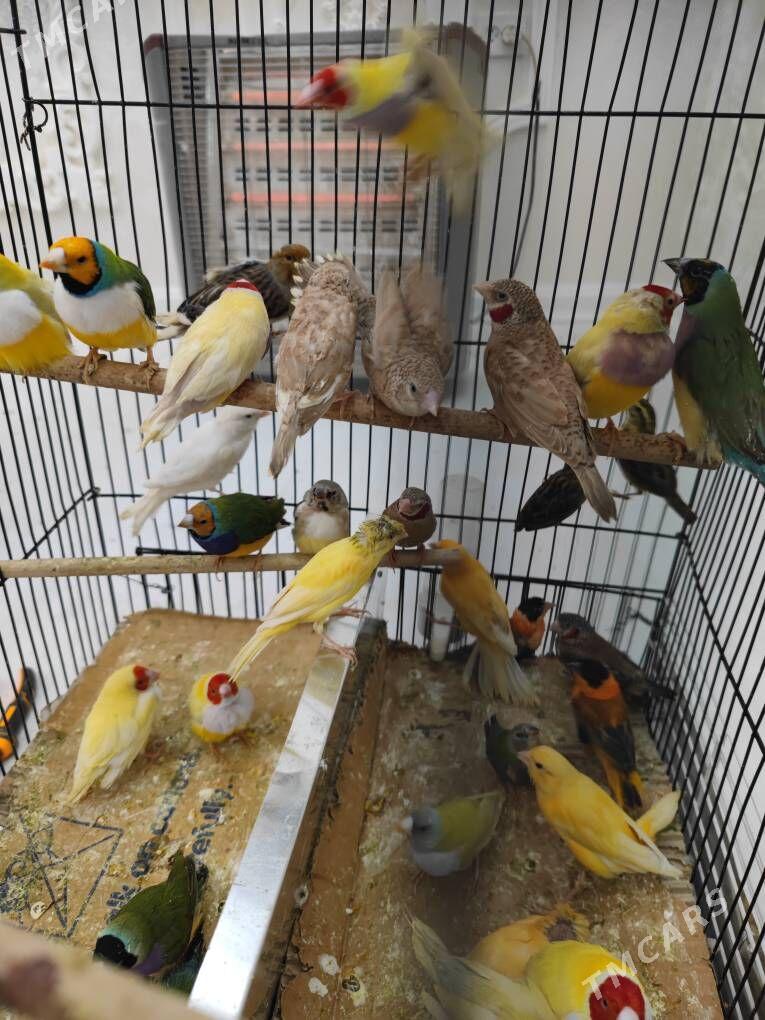 Popugay попугай aleksandriski - Чоганлы - img 6