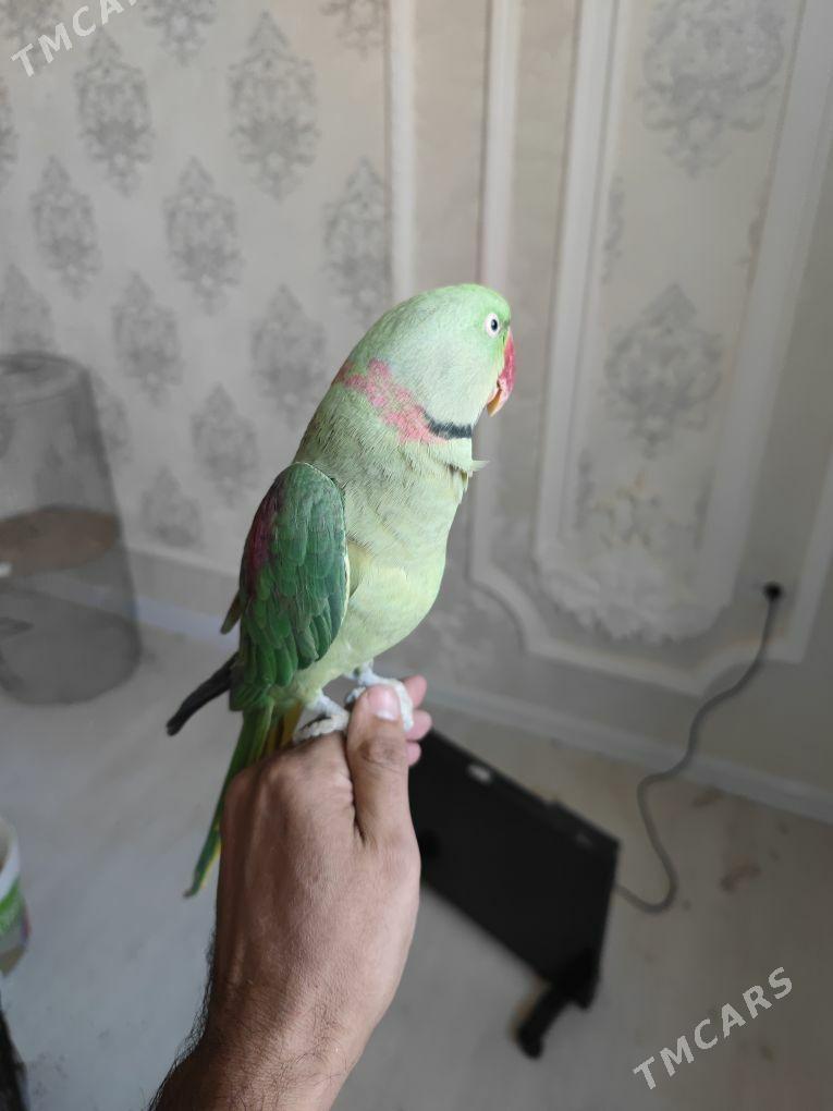 Popugay попугай aleksandriski - Чоганлы - img 3