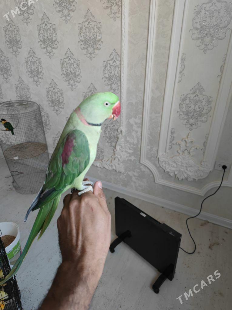 Popugay попугай aleksandriski - Чоганлы - img 2