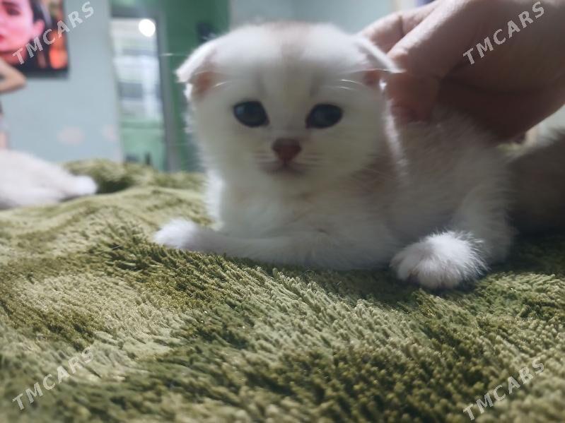 котята - Aşgabat - img 2