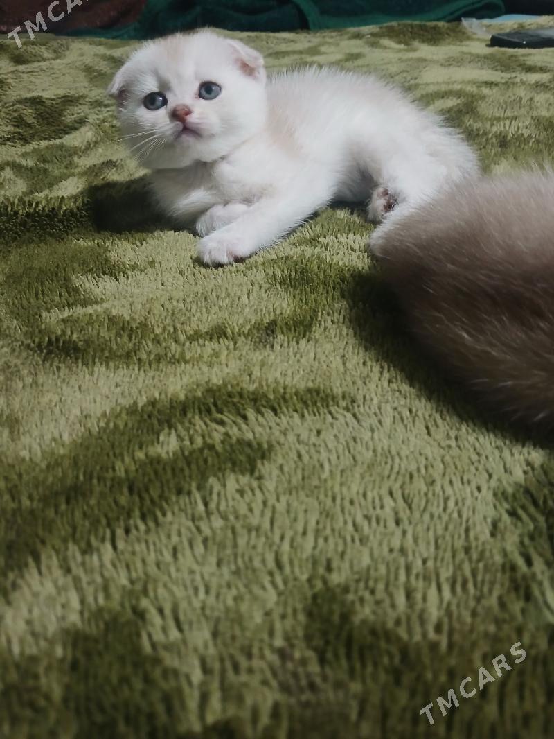 котята - Aşgabat - img 3