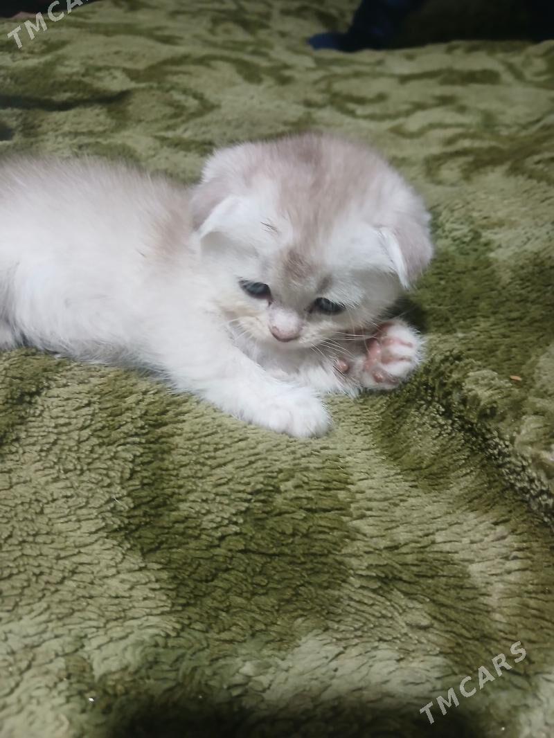 котята - Aşgabat - img 7