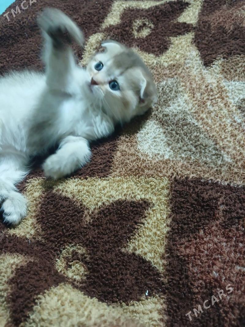 котята - Aşgabat - img 8