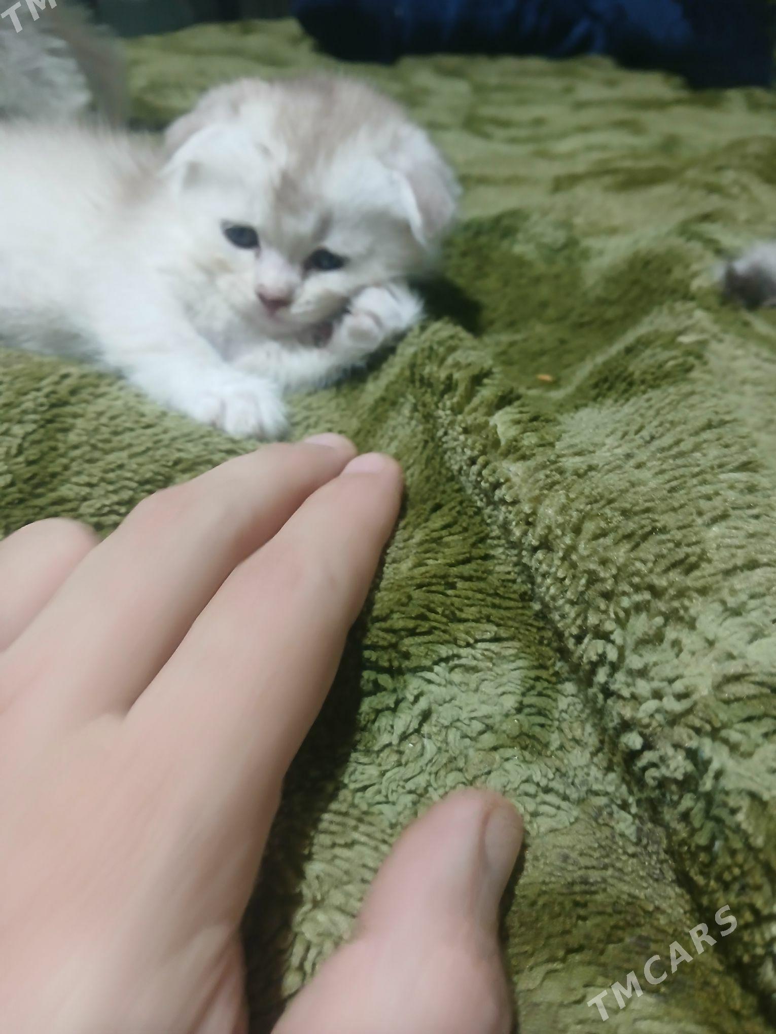 котята - Aşgabat - img 6