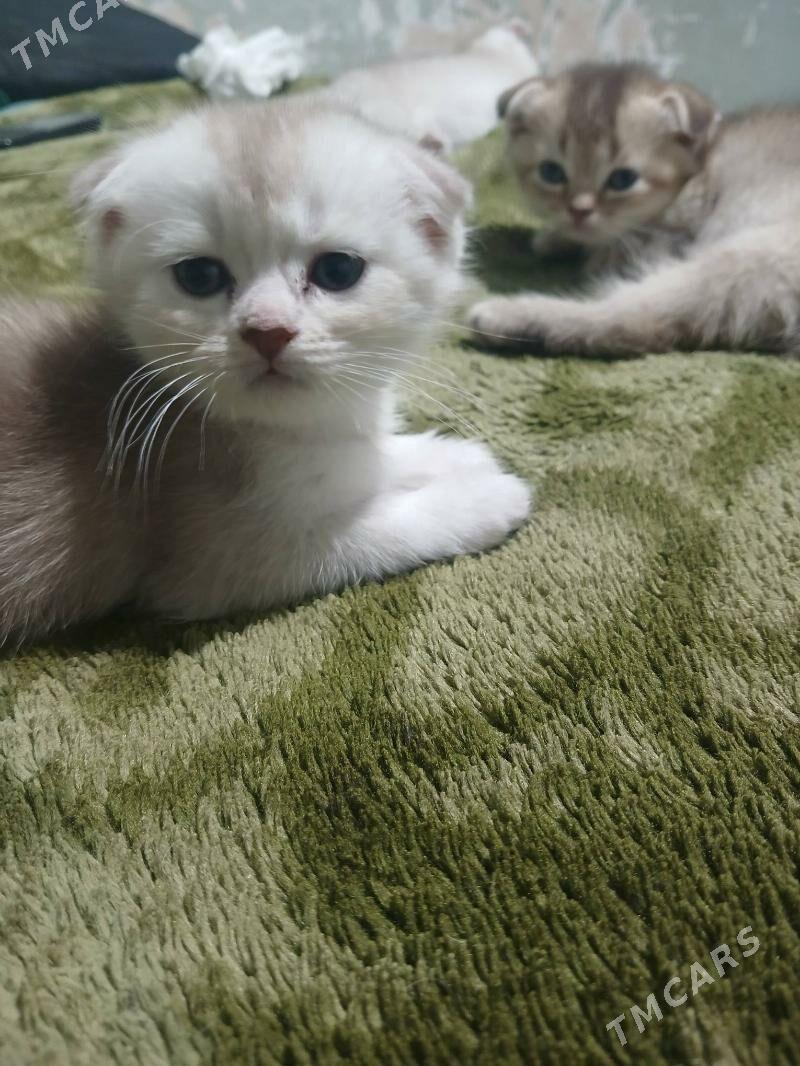 котята - Aşgabat - img 4