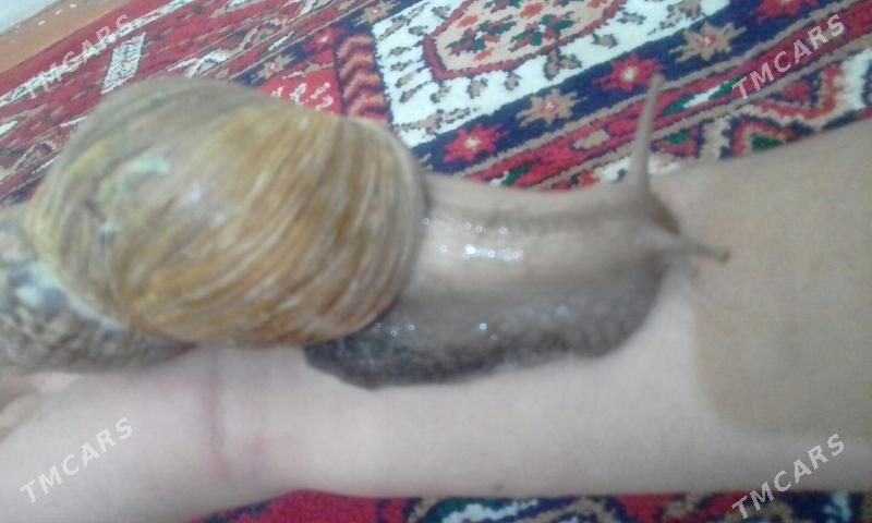 Janly BALYKGULAK - Мургап - img 2