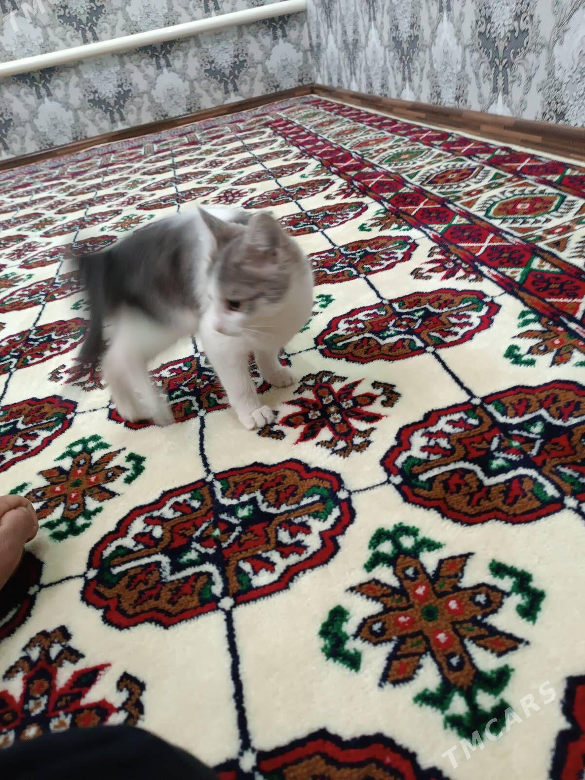 пишик - Дянев - img 4