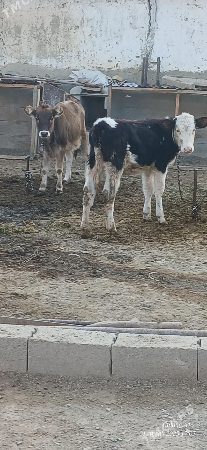 Tuweler - Bäherden - img 2