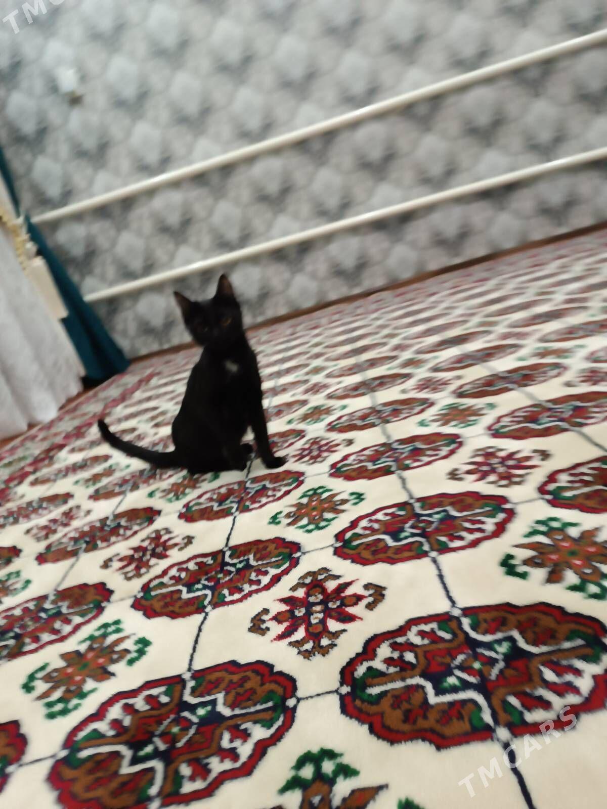 пишик - Дянев - img 5