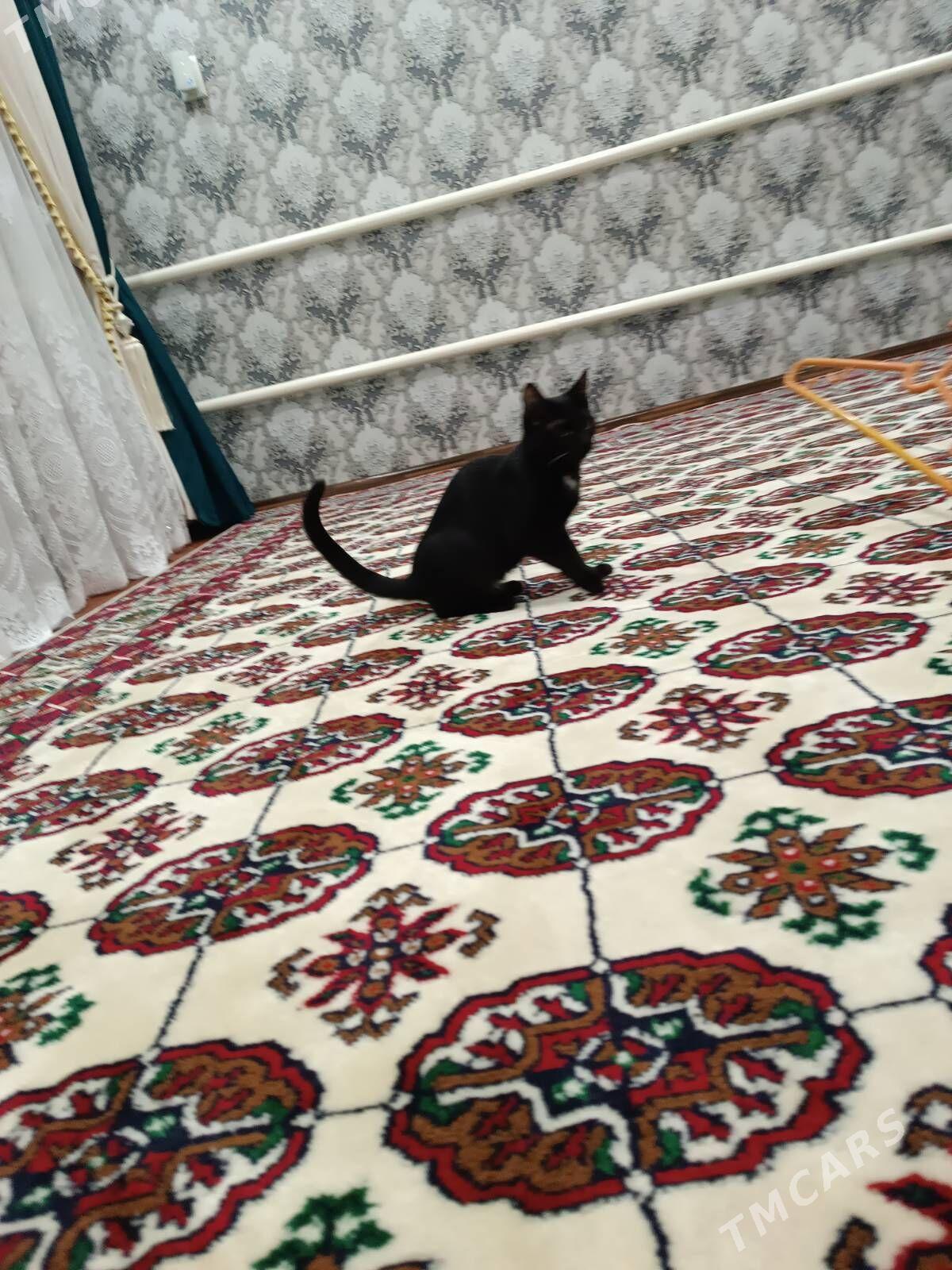 пишик - Дянев - img 3