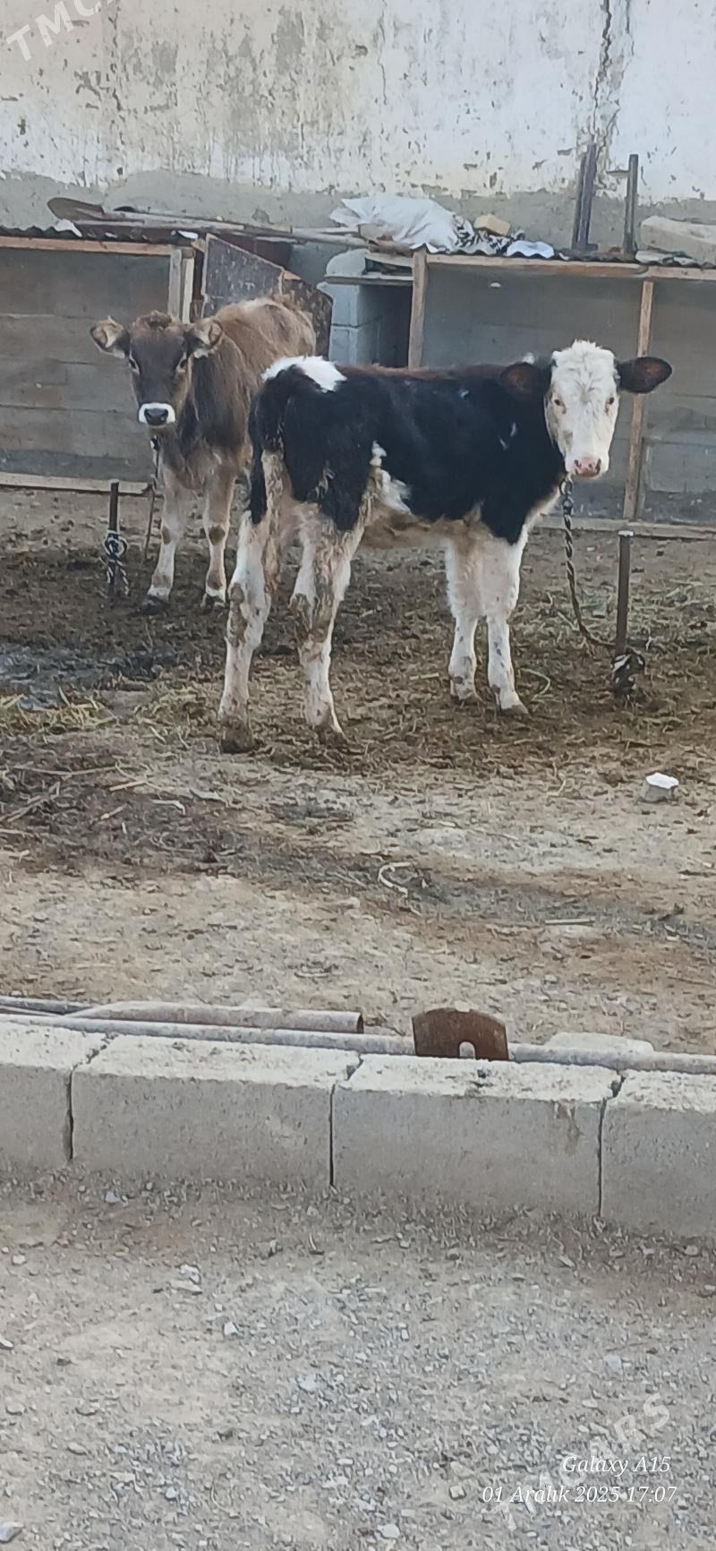 Tuweler - Bäherden - img 3