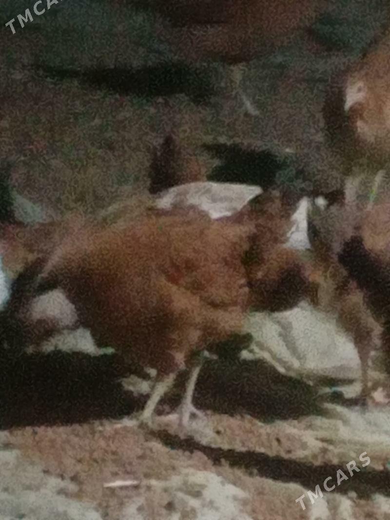 towuk juyje - Сакарчага - img 2