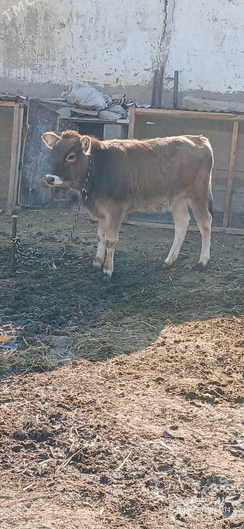 Tuweler - Bäherden - img 4