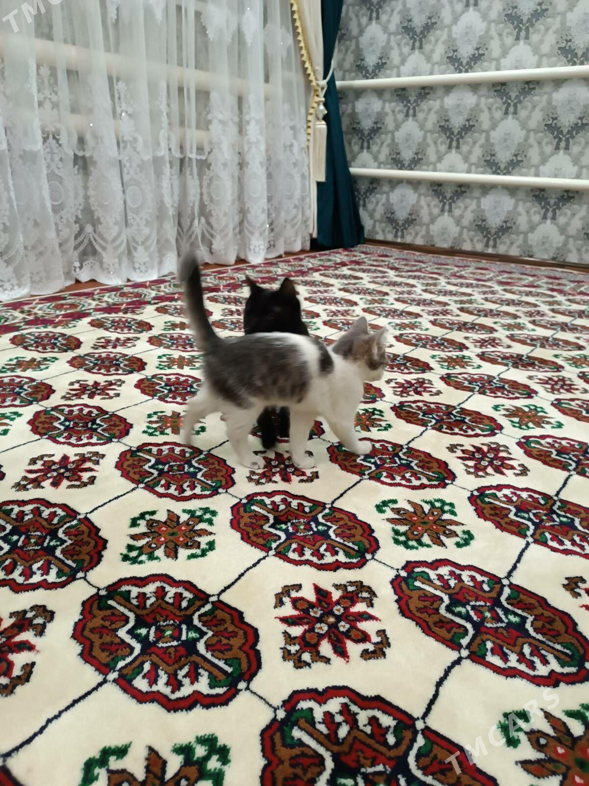 пишик - Дянев - img 2