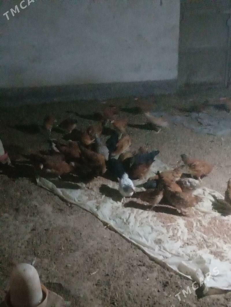 towuk juyje - Сакарчага - img 3