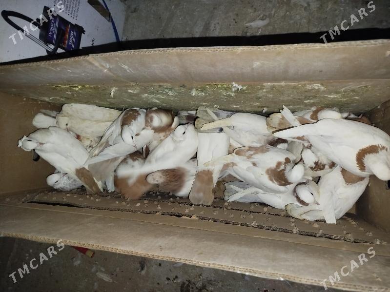 Kepderi Кепдери Голуби - ул. Подвойского (Битарап Туркменистан шаёлы) - img 5