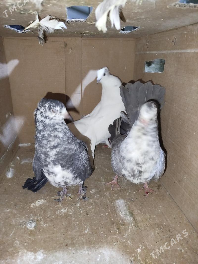 Kepderi Кепдери Голуби - ул. Подвойского (Битарап Туркменистан шаёлы) - img 3