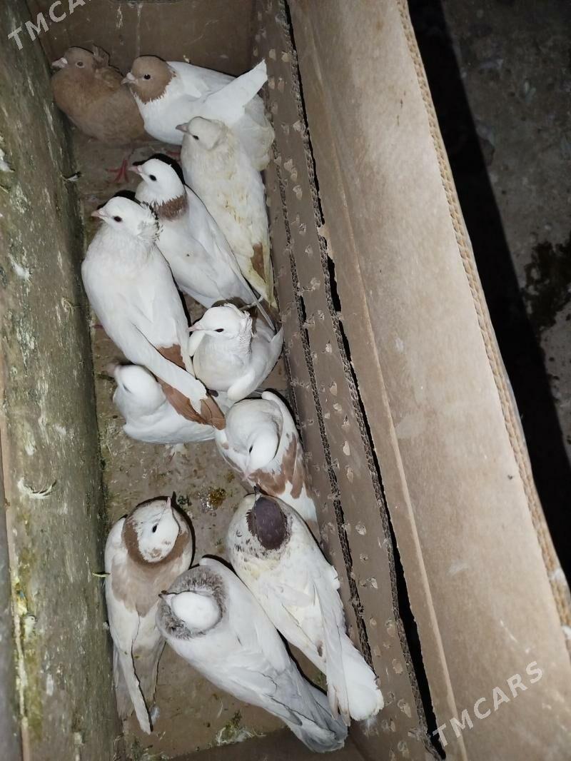 Kepderi Кепдери Голуби - ул. Подвойского (Битарап Туркменистан шаёлы) - img 6