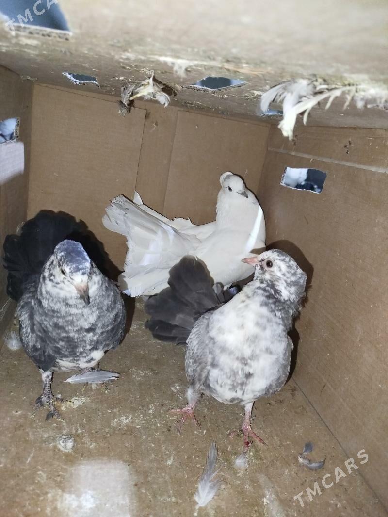 Kepderi Кепдери Голуби - ул. Подвойского (Битарап Туркменистан шаёлы) - img 2