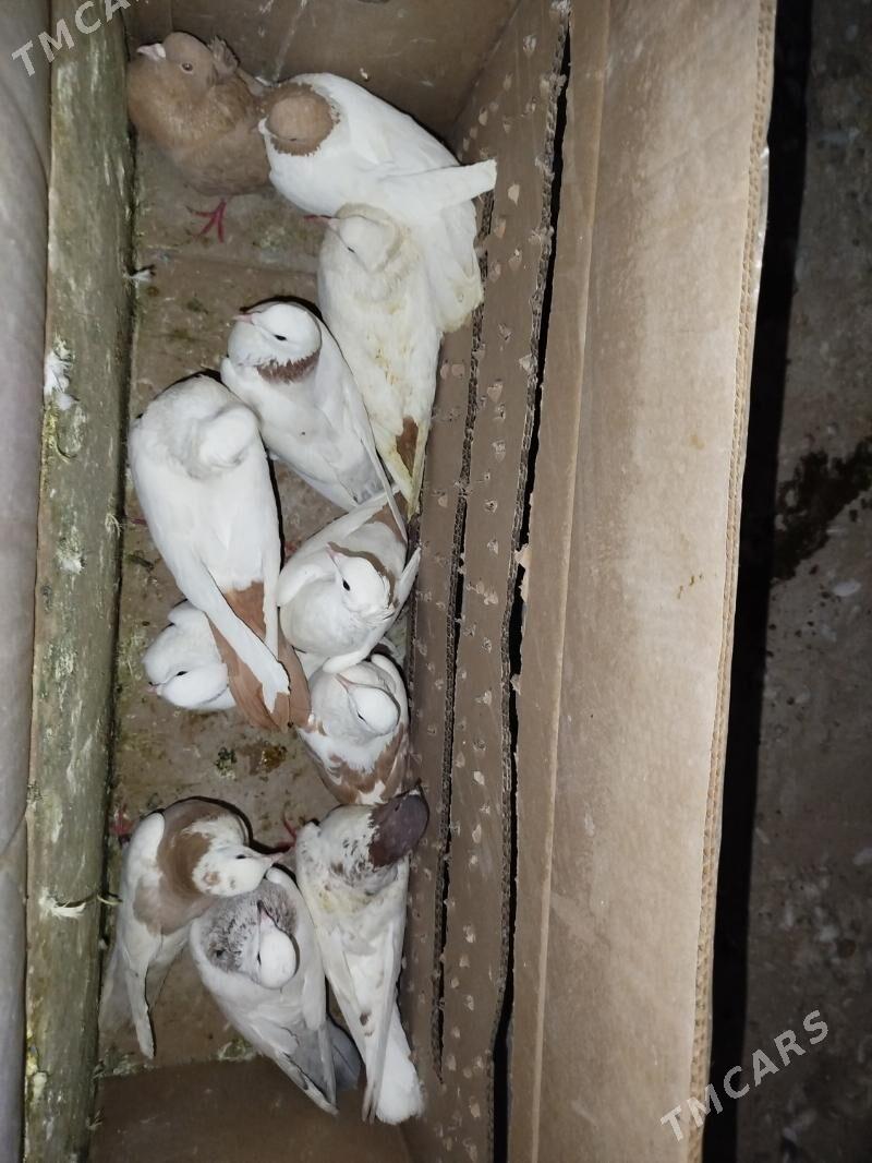 Kepderi Кепдери Голуби - ул. Подвойского (Битарап Туркменистан шаёлы) - img 8