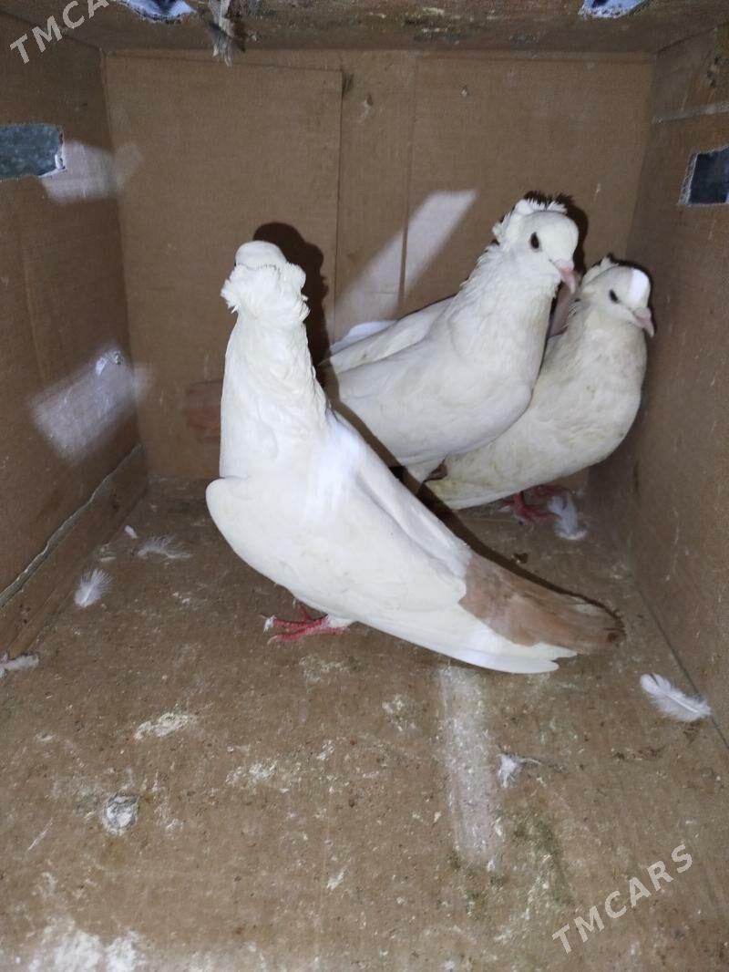 Kepderi Кепдери Голуби - ул. Подвойского (Битарап Туркменистан шаёлы) - img 11