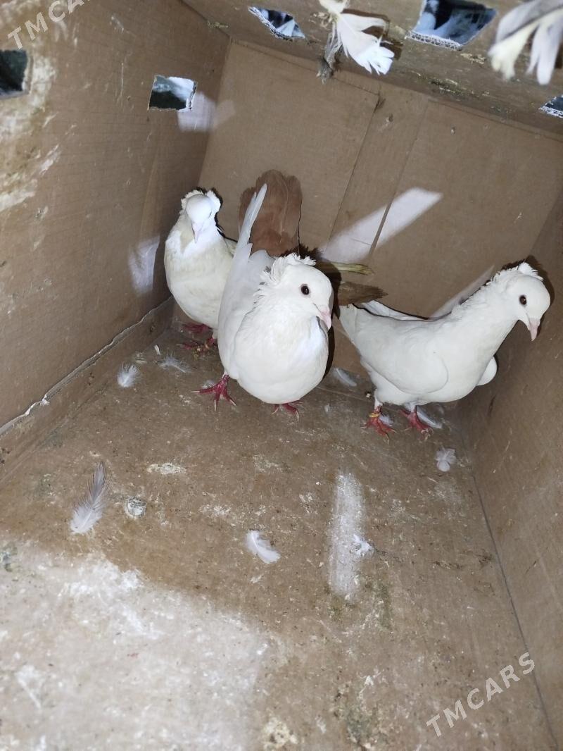 Kepderi Кепдери Голуби - ул. Подвойского (Битарап Туркменистан шаёлы) - img 10