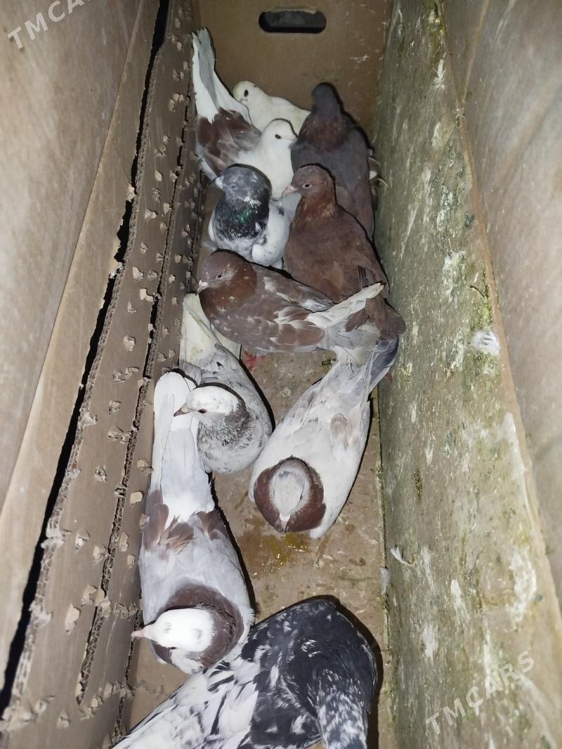 Kepderi Кепдери Голуби - ул. Подвойского (Битарап Туркменистан шаёлы) - img 9