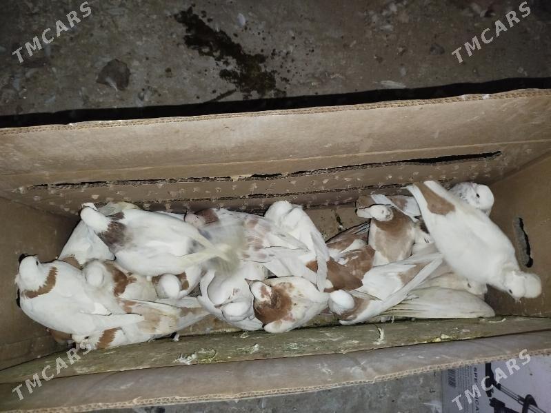 Kepderi Кепдери Голуби - ул. Подвойского (Битарап Туркменистан шаёлы) - img 4