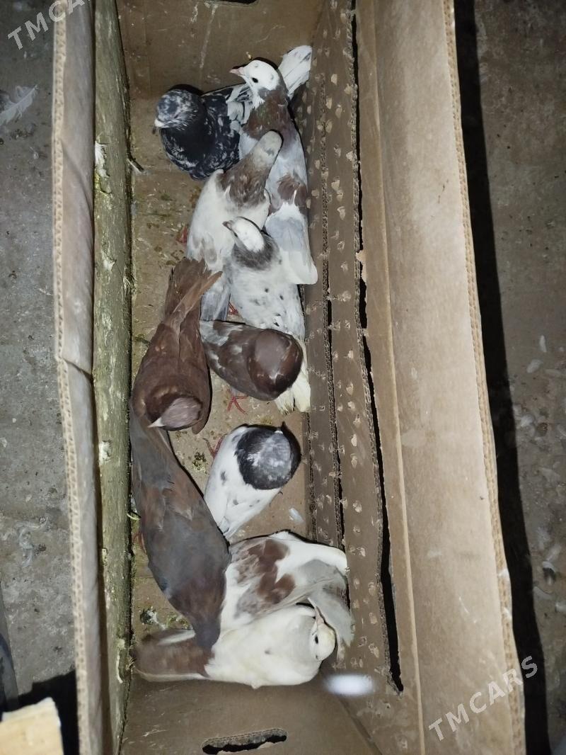 Kepderi Кепдери Голуби - ул. Подвойского (Битарап Туркменистан шаёлы) - img 7