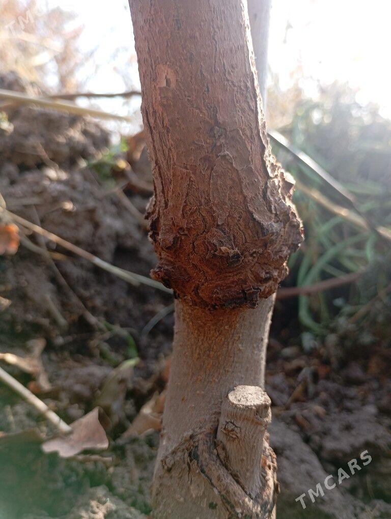 hurma nahal - Чарджоу - img 4