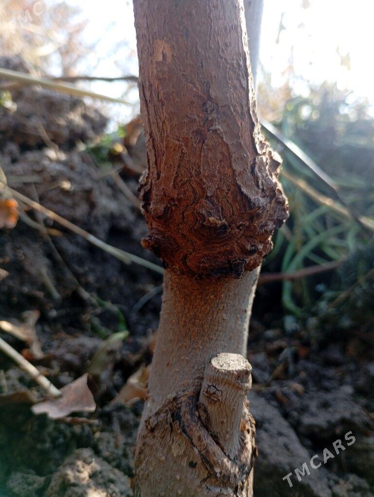 hurma nahal - Чарджоу - img 3