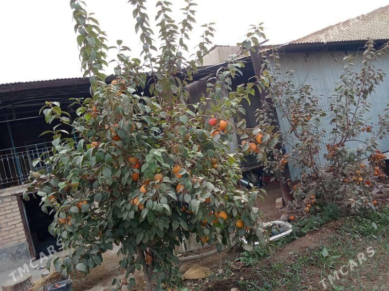 hurma nahal - Чарджоу - img 2