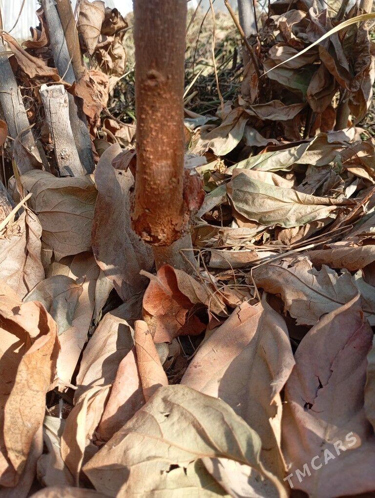 hurma nahal - Чарджоу - img 5