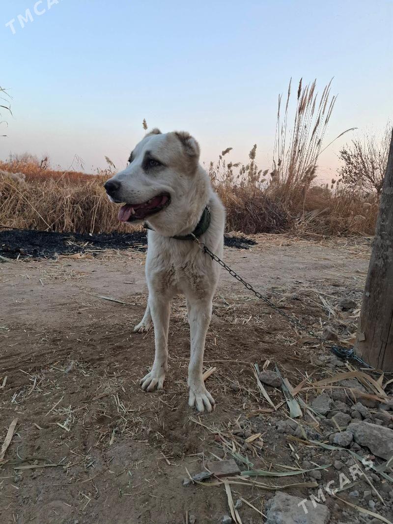 alabay - Туркменабат - img 2