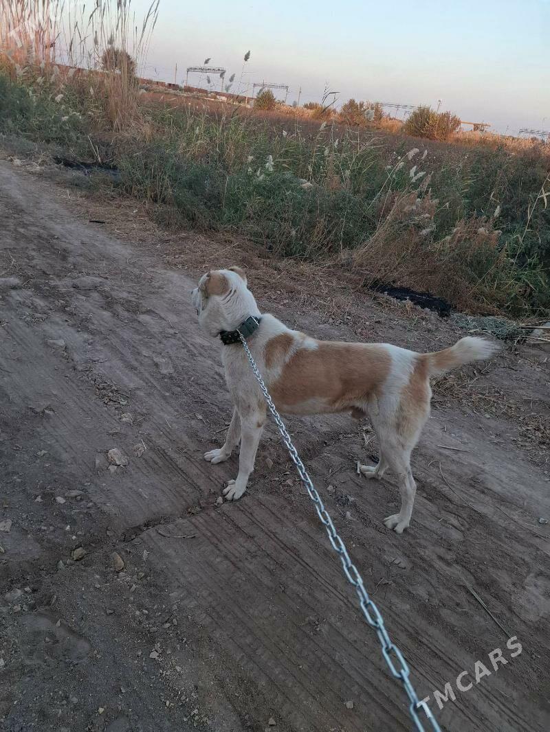 alabay - Туркменабат - img 3