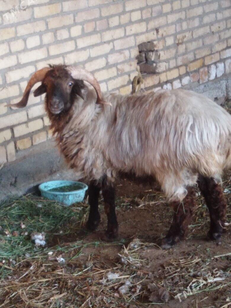 Kockar - Türkmenabat - img 2