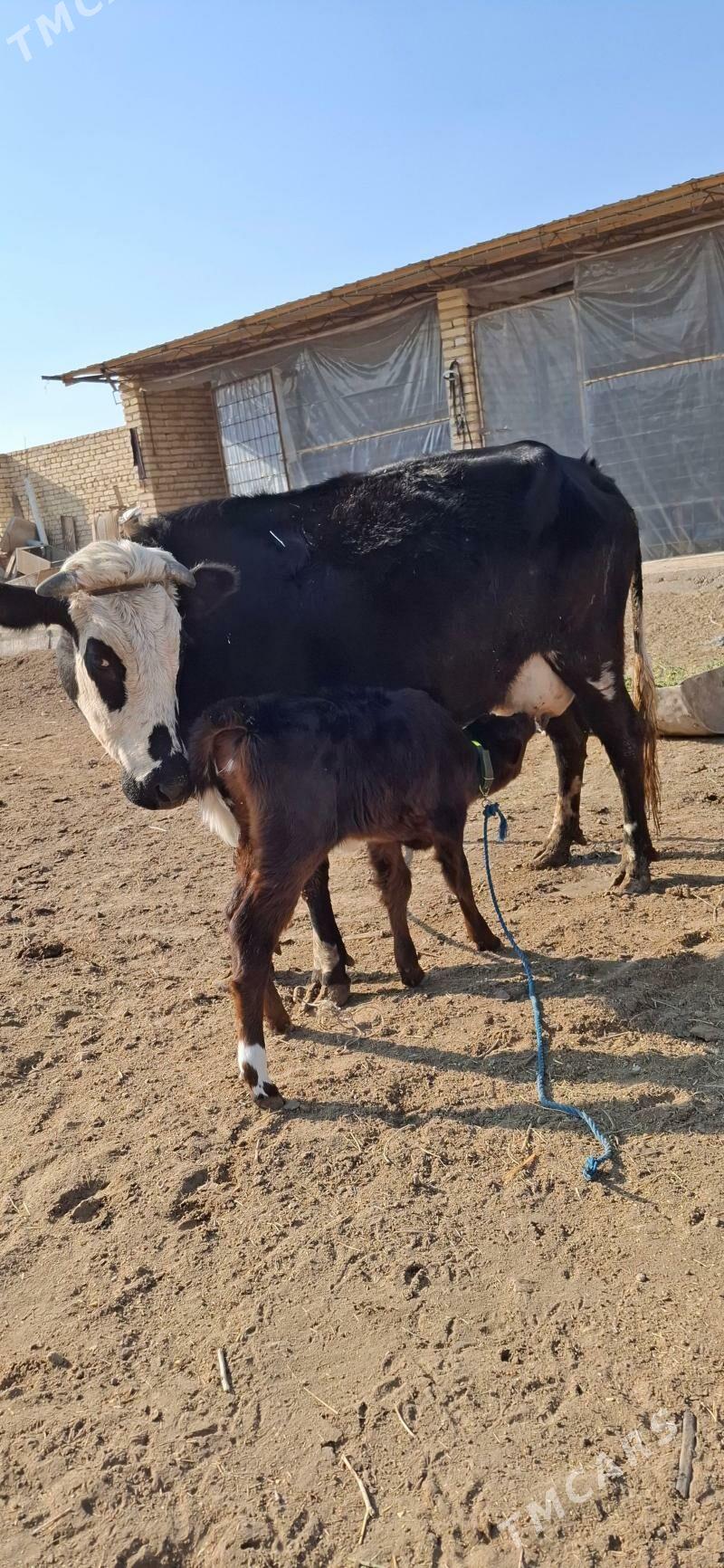 göleli sygyr - Türkmenabat - img 4