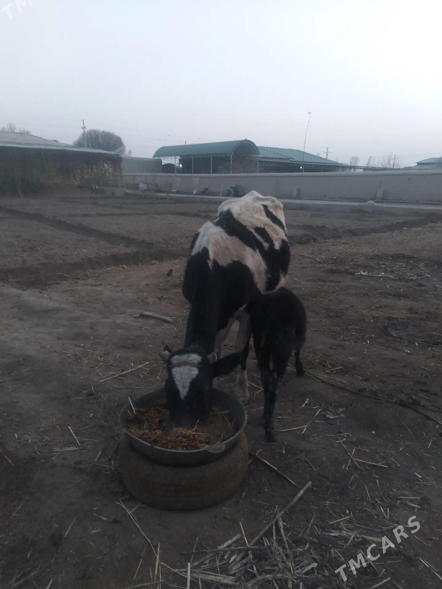 мал галланд - Şabat etr. - img 2