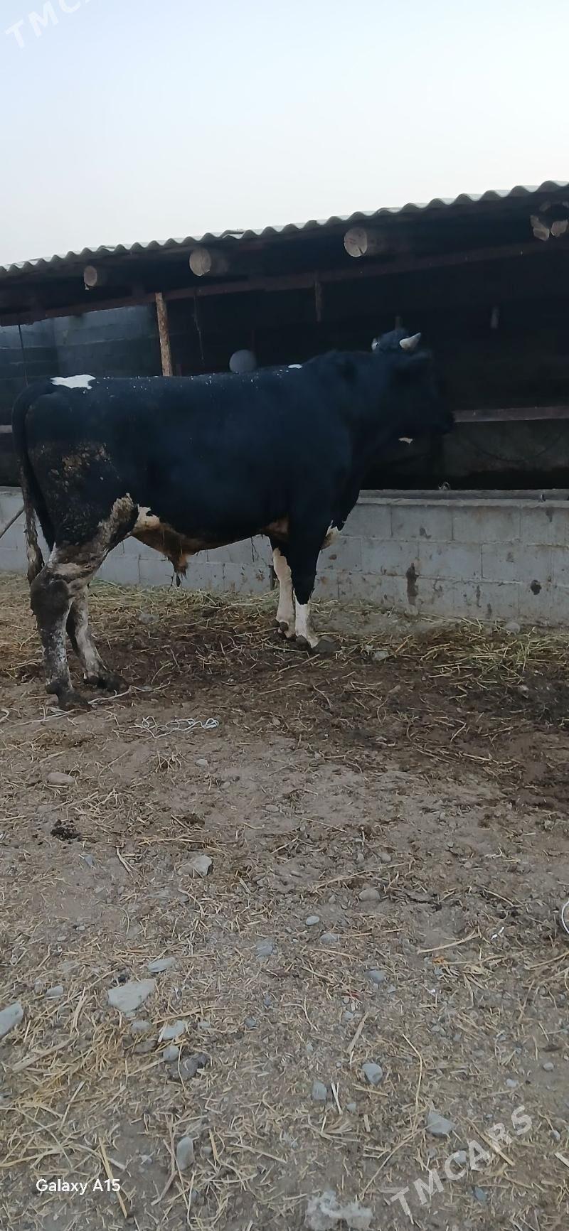 ökuz - Бахарден - img 2