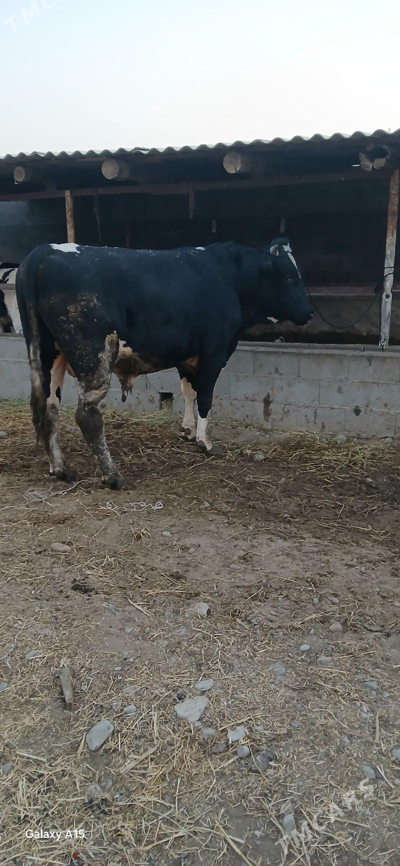 ökuz - Бахарден - img 3