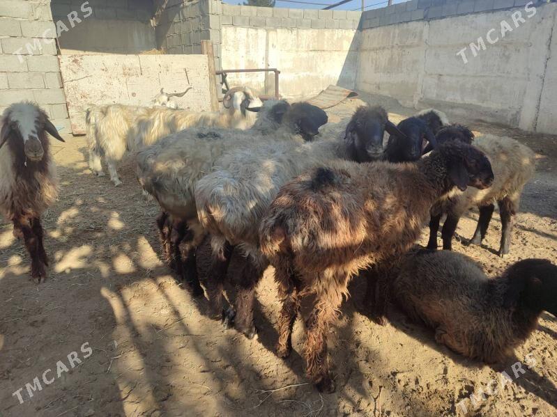 goyun geci tokly - Bäherden - img 4