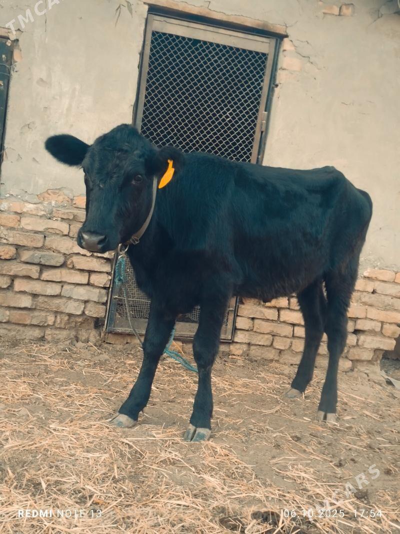 чорни пйостра унажин - Türkmenabat - img 2