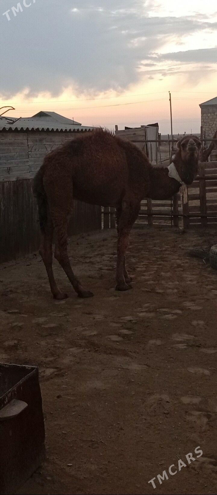 Ogşuk - Esenguly - img 3