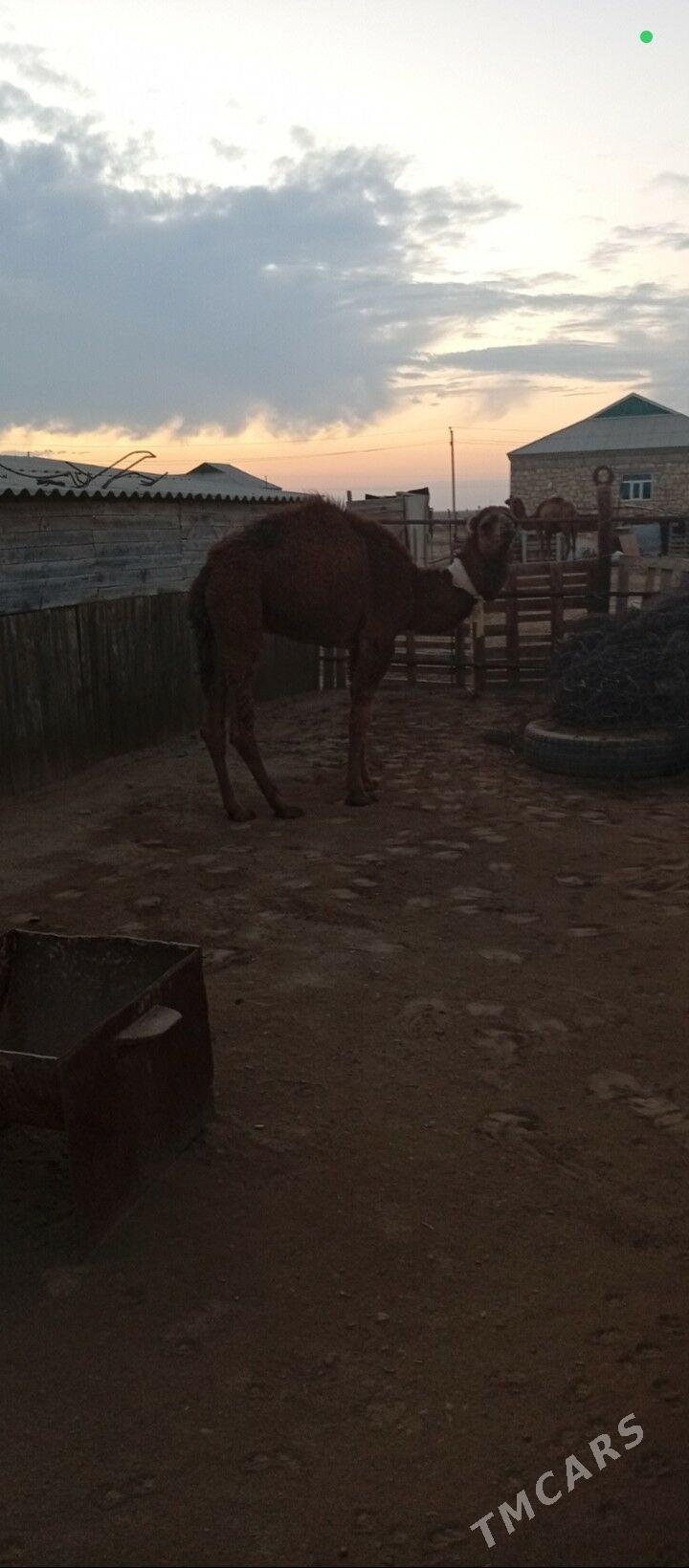 Ogşuk - Esenguly - img 2