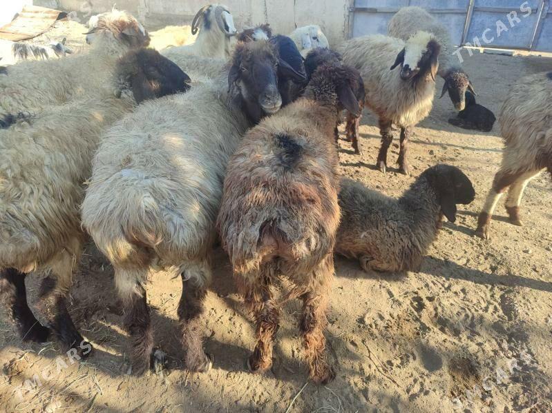 goyun geci tokly - Bäherden - img 3